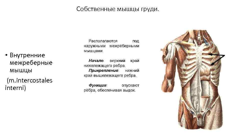 Собственные мышцы груди. • Внутренние межреберные мышцы (m. intercostales interni) 