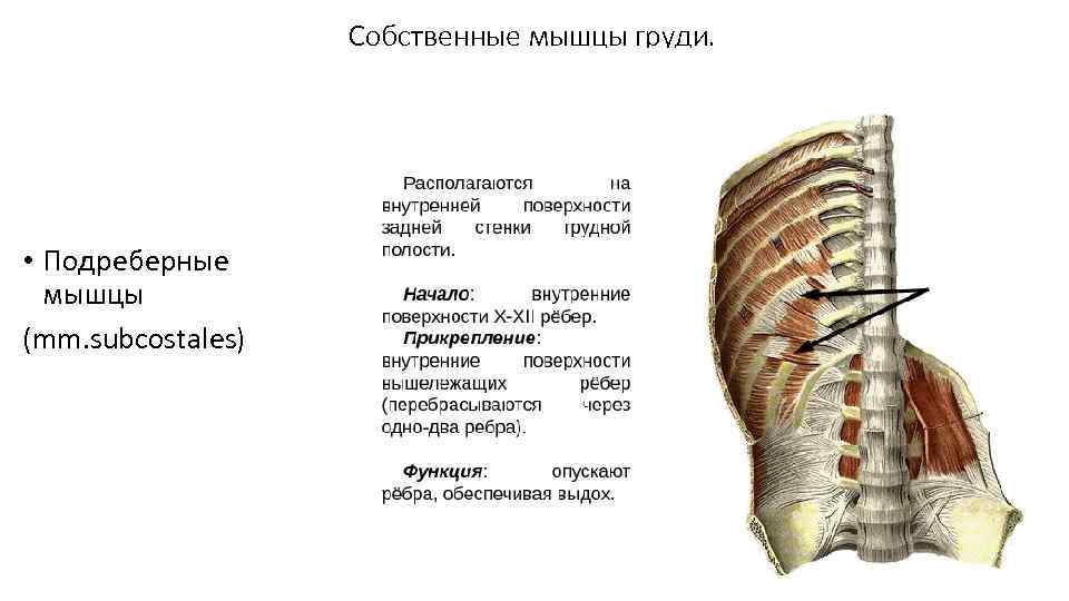 Собственные мышцы груди. • Подреберные мышцы (mm. subcostales) 