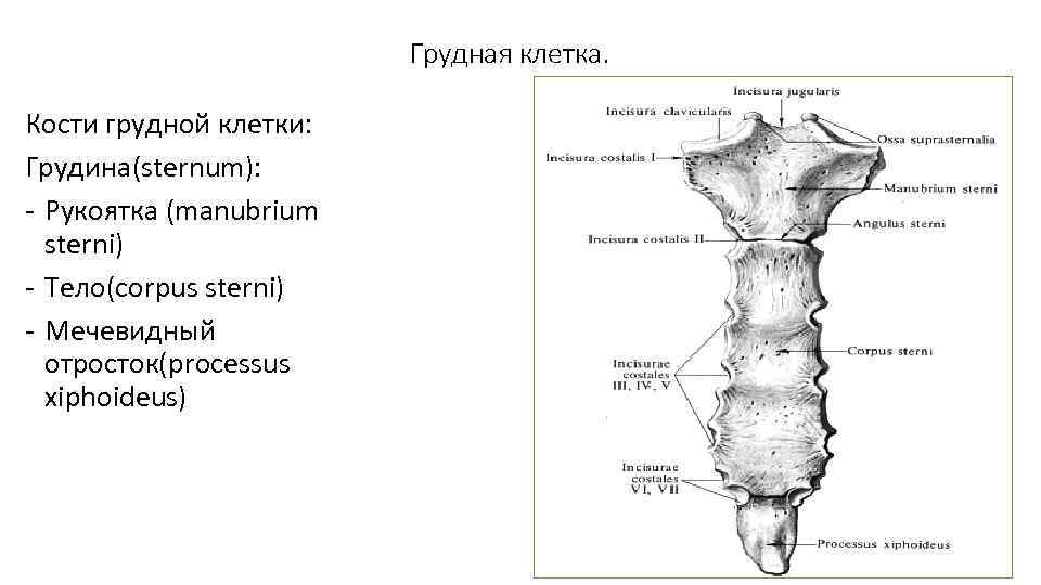 Грудная клетка. Кости грудной клетки: Грудина(sternum): - Рукоятка (manubrium sterni) - Тело(сorpus sterni) -