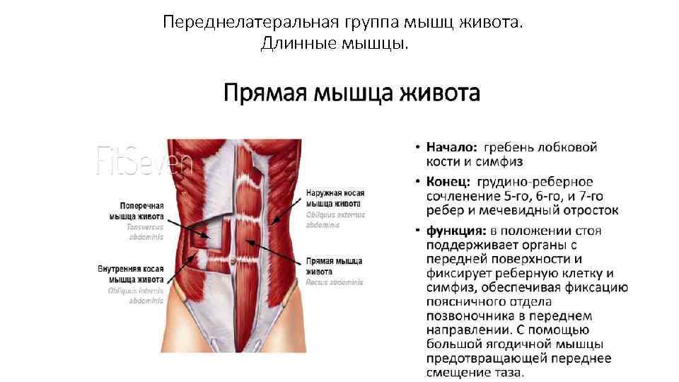Переднелатеральная группа мышц живота. Длинные мышцы. 