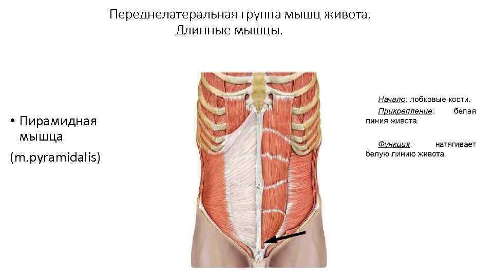 Переднелатеральная группа мышц живота. Длинные мышцы. • Пирамидная мышца (m. pyramidalis) 
