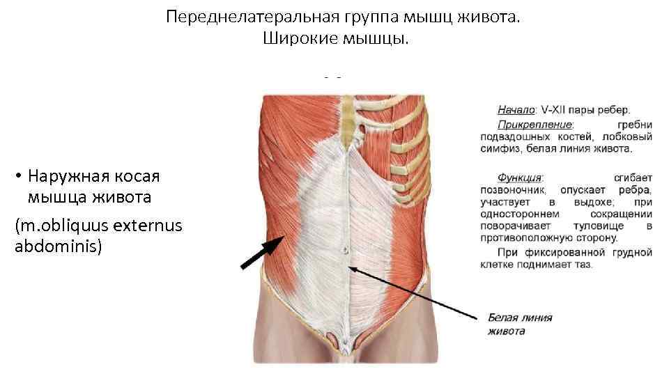 Переднелатеральная группа мышц живота. Широкие мышцы. • Наружная косая мышца живота (m. obliquus externus