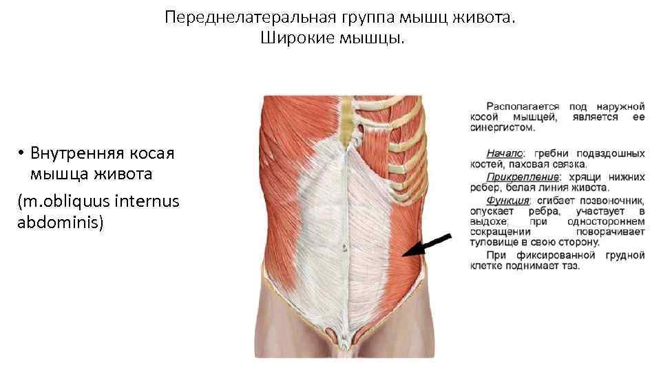 Переднелатеральная группа мышц живота. Широкие мышцы. • Внутренняя косая мышца живота (m. obliquus internus