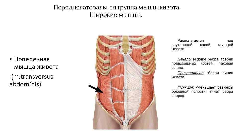 Переднелатеральная группа мышц живота. Широкие мышцы. • Поперечная мышца живота (m. transversus abdominis) 