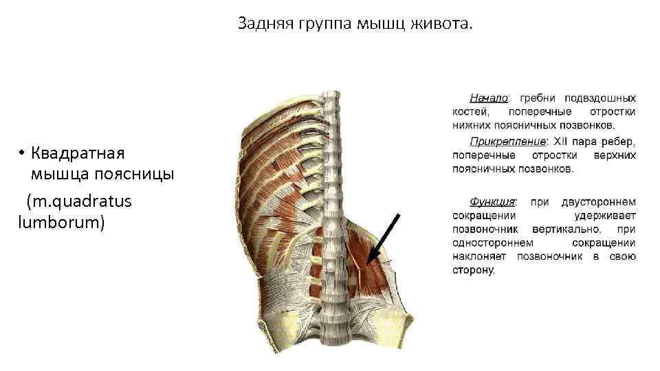 Задняя группа мышц живота. • Квадратная мышца поясницы (m. quadratus lumborum) 