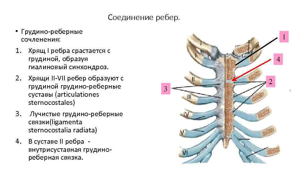 Соединение ребер. • Грудино-реберные сочленения: 1. Хрящ I ребра срастается с грудиной, образуя гиалиновый