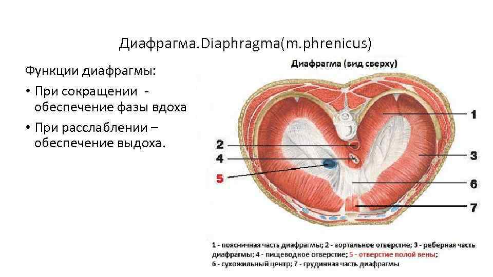 Диафрагма. Diaphragma(m. phrenicus) Функции диафрагмы: • При сокращении обеспечение фазы вдоха • При расслаблении