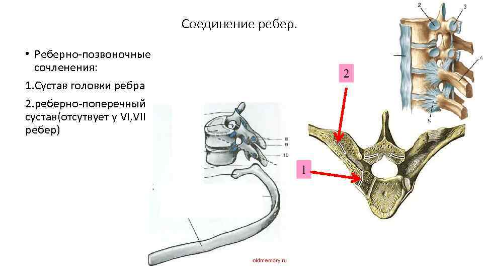 Соединение ребер. • Реберно-позвоночные сочленения: 1. Сустав головки ребра 2. реберно-поперечный сустав(отсутвует у VI,