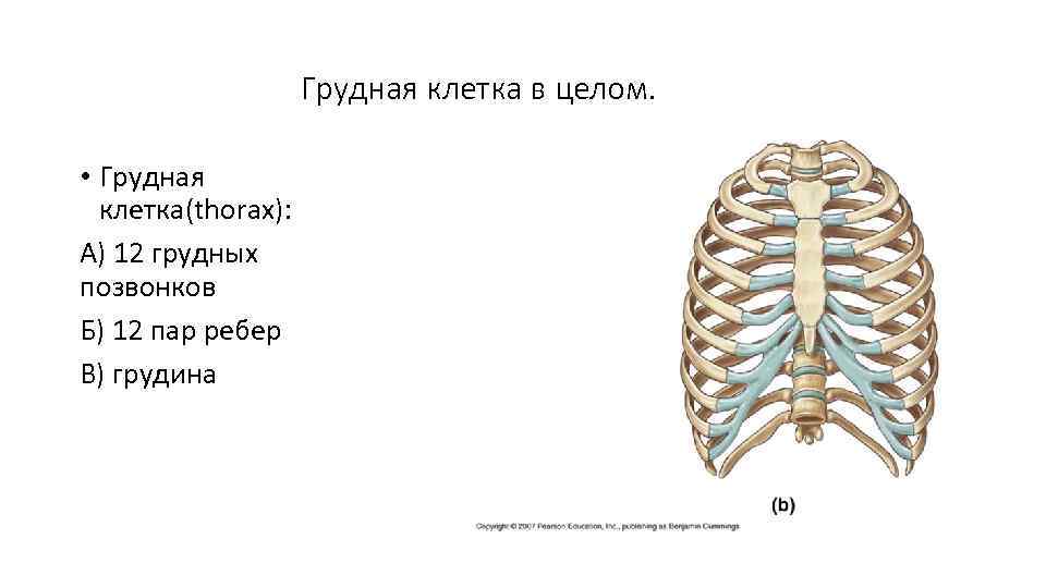 Грудная клетка в целом. • Грудная клетка(thorax): А) 12 грудных позвонков Б) 12 пар