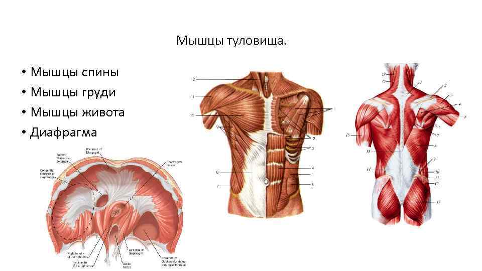 Мышцы туловища. • Мышцы спины • Мышцы груди • Мышцы живота • Диафрагма 