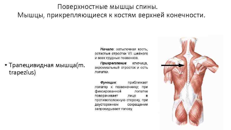 Поверхностные мышцы спины. Мышцы, прикрепляющиеся к костям верхней конечности. • Трапецивидная мышца(m. trapezius) 