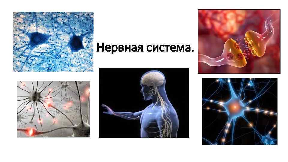 Нервная система. 