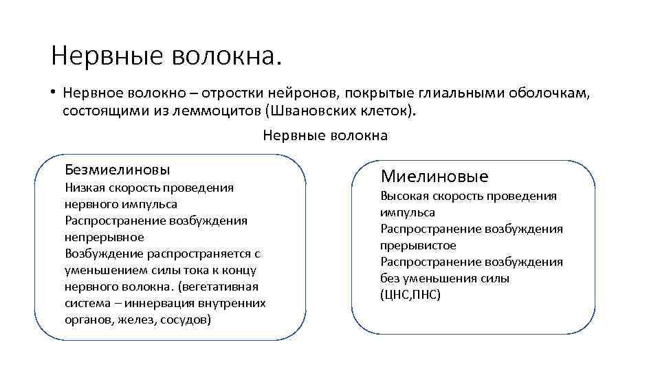 Нервные волокна. • Нервное волокно – отростки нейронов, покрытые глиальными оболочкам, состоящими из леммоцитов