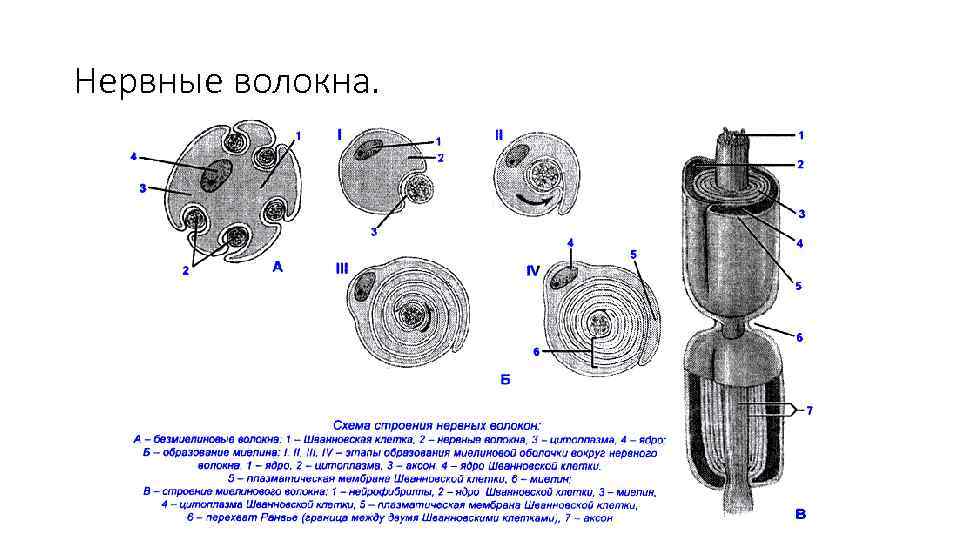 Нервные волокна. 