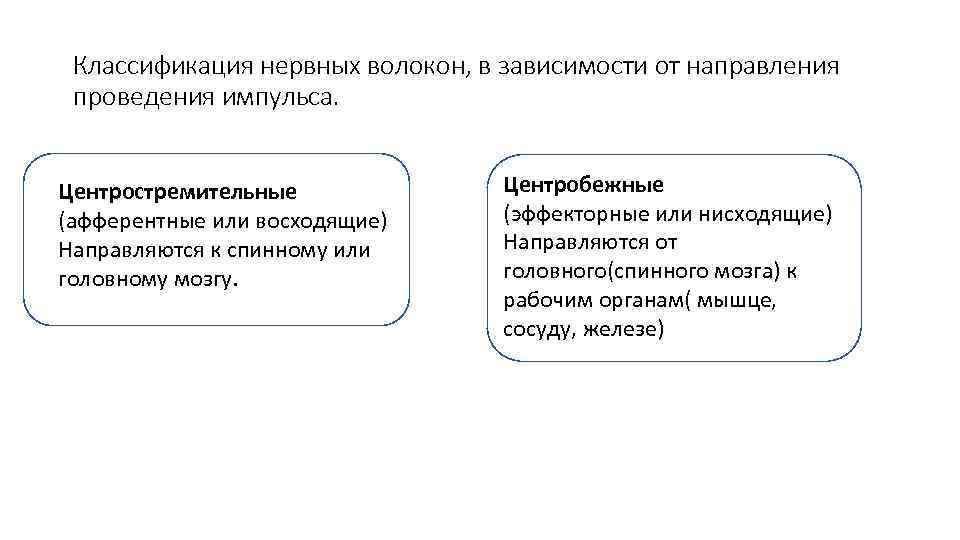 Классификация нервных волокон, в зависимости от направления проведения импульса. Центростремительные (афферентные или восходящие) Направляются