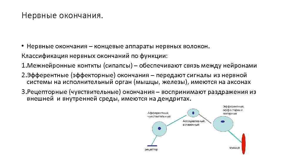 Нервные окончания. • Нервные окончания – концевые аппараты нервных волокон. Классификация нервных окончаний по