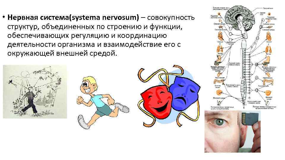  • Нервная система(systema nervosum) – совокупность структур, объединенных по строению и функции, обеспечивающих