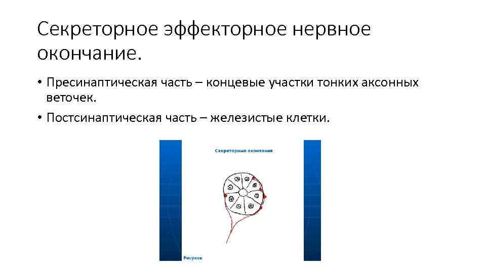 Секреторное эффекторное нервное окончание. • Пресинаптическая часть – концевые участки тонких аксонных веточек. •