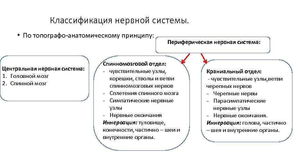 Классификация нервной системы. • По топографо-анатомическому принципу: Центральная нервная система: 1. Головной мозг 2.