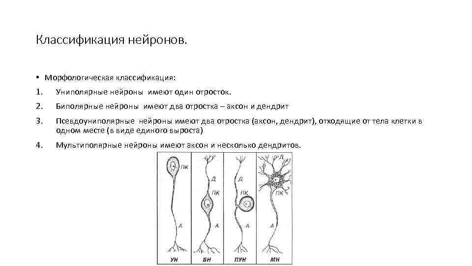 Классификация нейронов. • Морфологическая классификация: 1. Униполярные нейроны имеют один отросток. 2. Биполярные нейроны