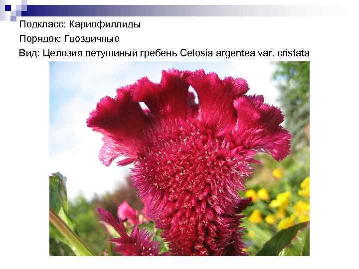 Подкласс: Кариофиллиды Порядок: Гвоздичные Вид: Целозия петушиный гребень Celosia argentea var. cristata 
