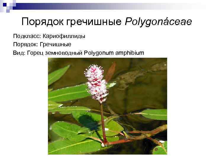 Порядок гречишные Polygonáceae Подкласс: Кариофиллиды Порядок: Гречишные Вид: Горец земноводный Polygonum amphibium 
