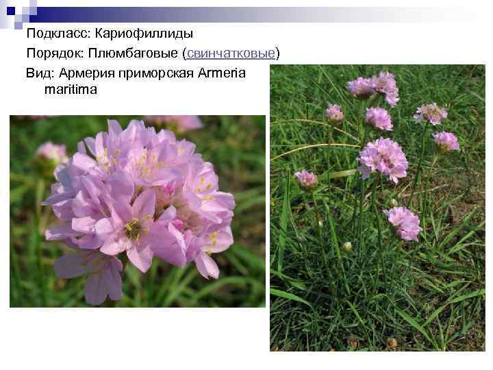 Подкласс: Кариофиллиды Порядок: Плюмбаговые (свинчатковые) Вид: Армерия приморская Armeria maritima 