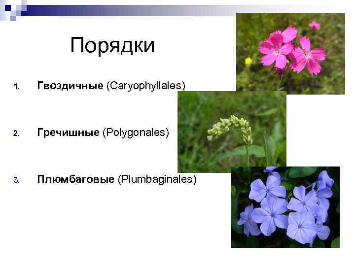  Порядки 1. Гвоздичные (Caryophyllales) 2. Гречишные (Polygonales) 3. Плюмбаговые (Plumbaginales) 