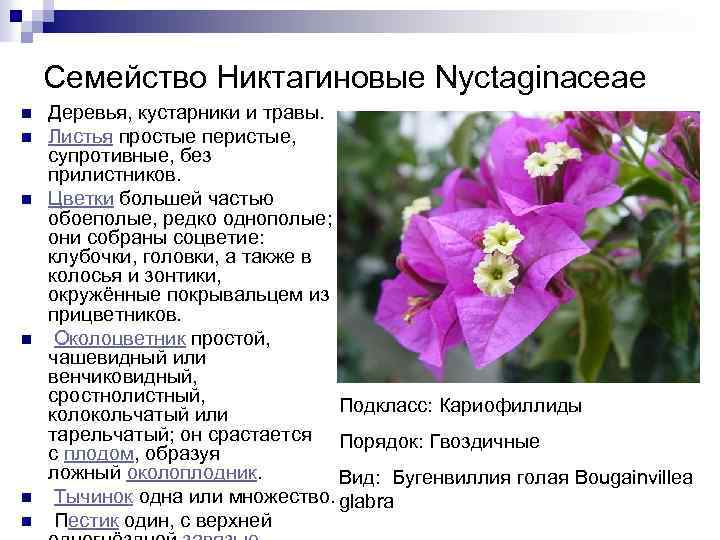 Семейство Никтагиновые Nyctaginaceae n n n Деревья, кустарники и травы. Листья простые перистые, супротивные,