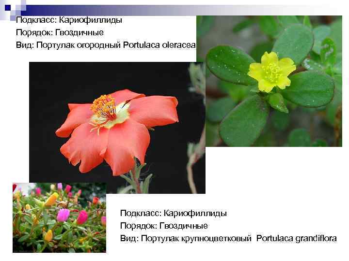 Подкласс: Кариофиллиды Порядок: Гвоздичные Вид: Портулак огородный Portulaca oleracea Подкласс: Кариофиллиды Порядок: Гвоздичные Вид: