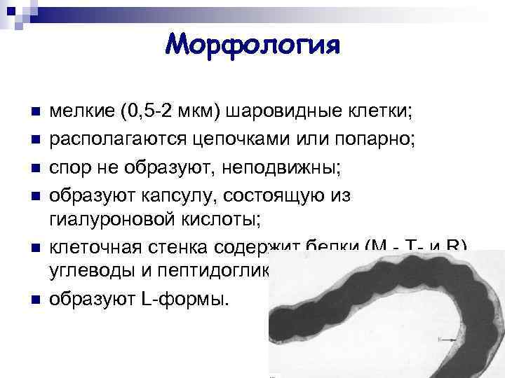 Морфология n n n мелкие (0, 5 -2 мкм) шаровидные клетки; располагаются цепочками или