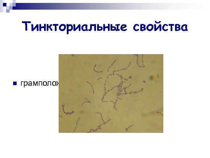 Тинкториальные свойства n грамположительные 