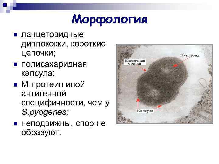 Морфология n n ланцетовидные диплококки, короткие цепочки; полисахаридная капсула; М-протеин иной антигенной специфичности, чем