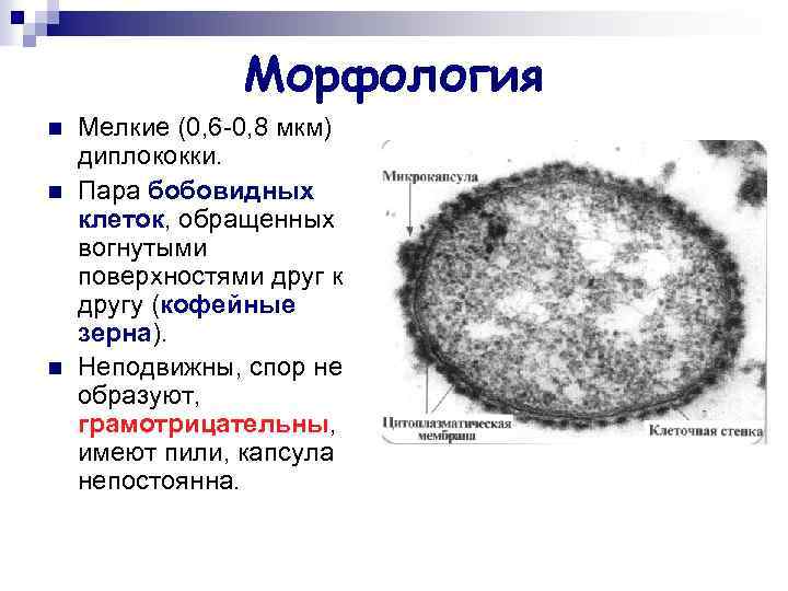 Морфология n n n Мелкие (0, 6 -0, 8 мкм) диплококки. Пара бобовидных клеток,