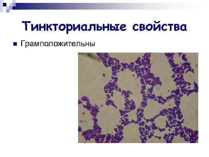 Тинкториальные свойства n Грамположительны 