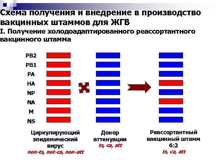 Схема получения и внедрение в производство вакцинных штаммов для ЖГВ I. Получение холодоадаптированного реассортантного