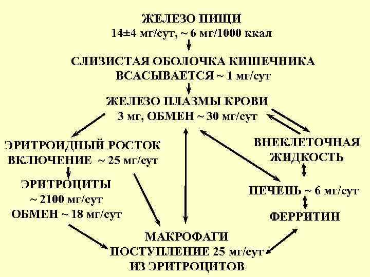 ЖЕЛЕЗО ПИЩИ 14± 4 мг/сут, ~ 6 мг/1000 ккал СЛИЗИСТАЯ ОБОЛОЧКА КИШЕЧНИКА ВСАСЫВАЕТСЯ ~