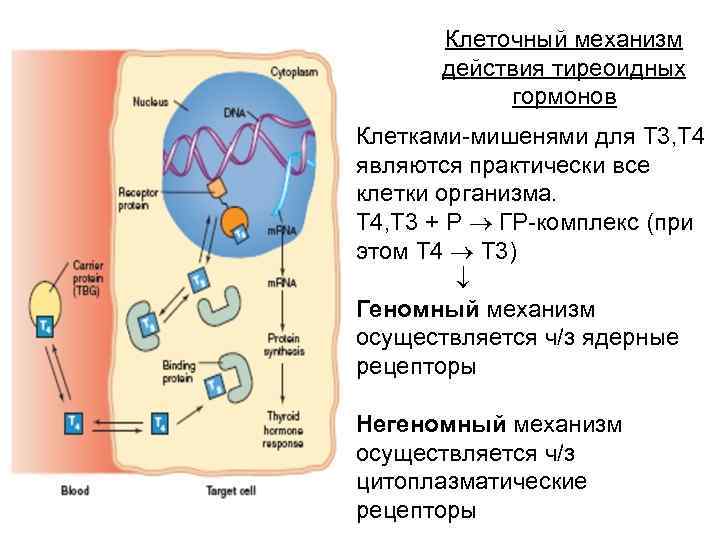 Клеточный механизм действия тиреоидных гормонов Клетками мишенями для Т 3, Т 4 являются практически