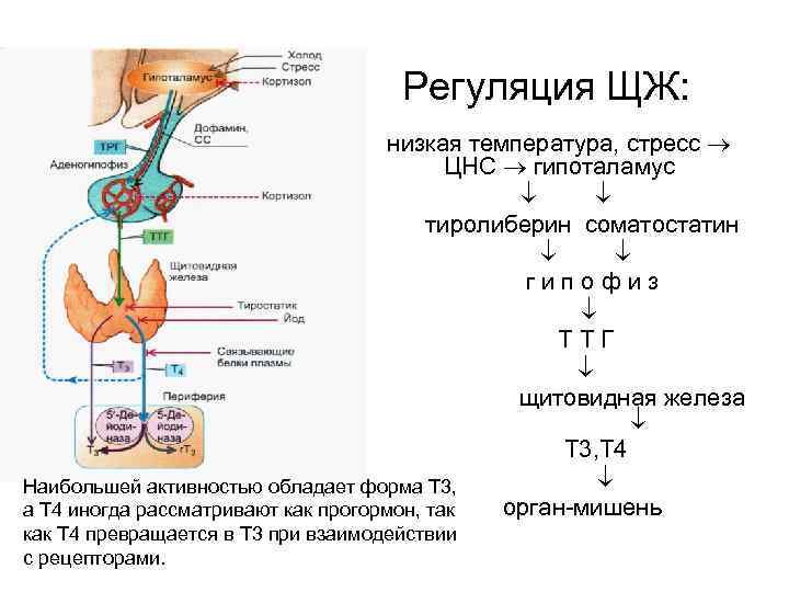 Регуляция ЩЖ: низкая температура, стресс ЦНС гипоталамус тиролиберин соматостатин г и п о ф