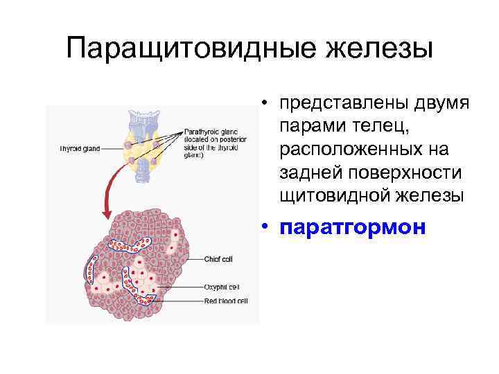 Паращитовидные железы • представлены двумя парами телец, расположенных на задней поверхности щитовидной железы •