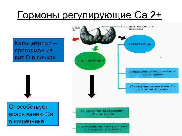 Гормоны регулирующие Са 2+ Кальцитриол – прогормон из вит D в почках Способствует всасыванию