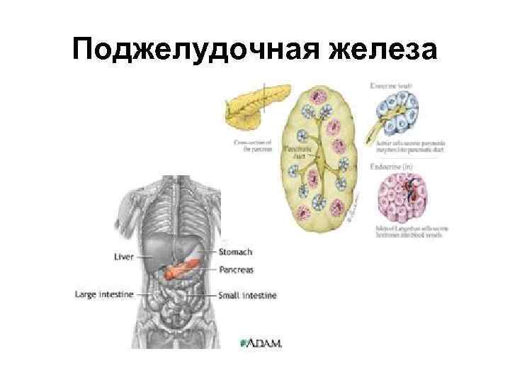 Поджелудочная железа 