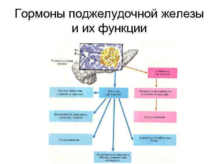 Гормоны поджелудочной железы и их функции 