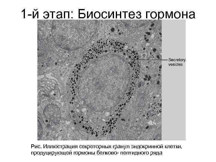 1 й этап: Биосинтез гормона Рис. Иллюстрация секреторных гранул эндокринной клетки, продуцирующей гормоны белково