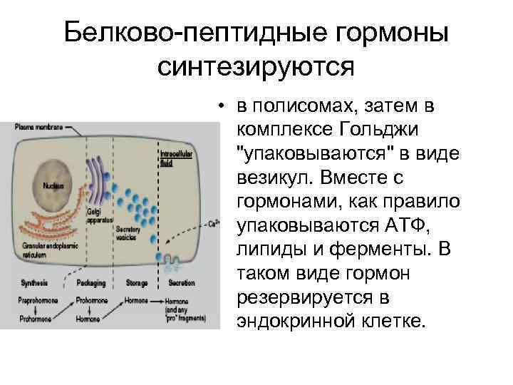 Белково пептидные гормоны синтезируются • в полисомах, затем в комплексе Гольджи 