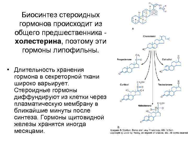 Схема синтеза стероидных гормонов