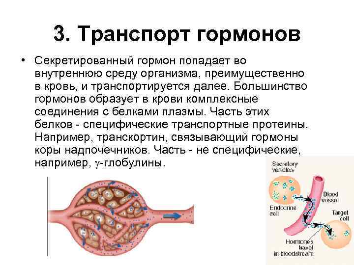 Попадая во внутреннюю среду организма