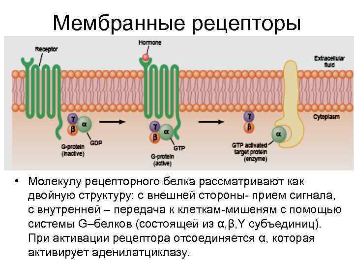 Что воспримут изображенные на рисунке рецепторные клетки растворенное вещество