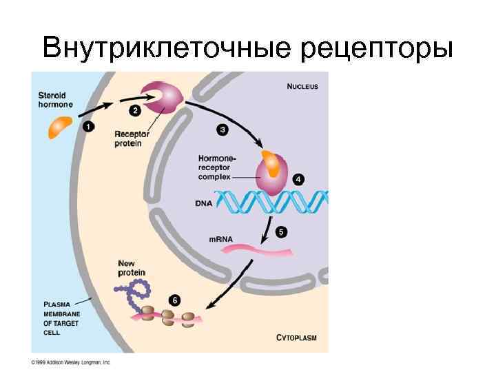 Внутриклеточные рецепторы 