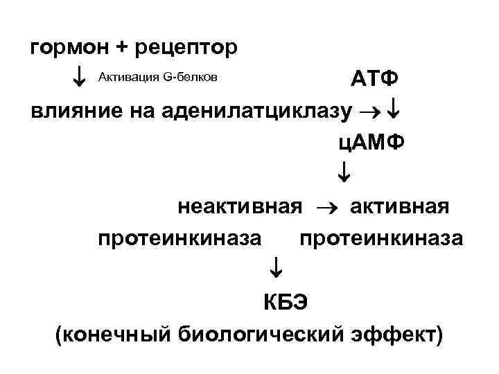 гормон + рецептор Активация G белков АТФ влияние на аденилатциклазу ц. АМФ неактивная протеинкиназа